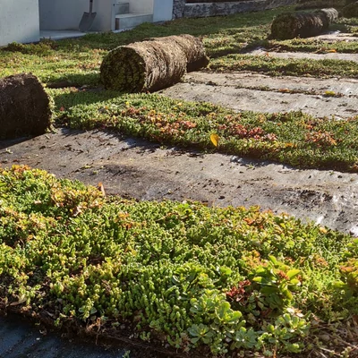 sedum szőnyeg