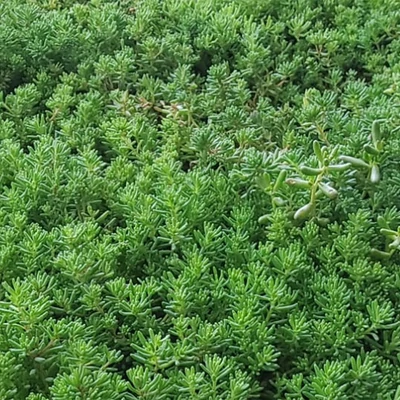 sedum szőnyeg