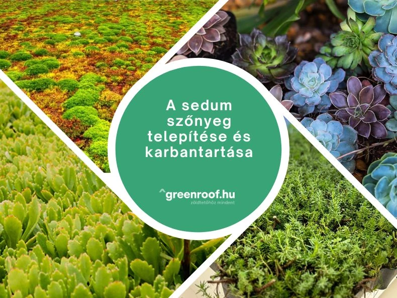 A sedum szőnyeg telepítése és karbantartása